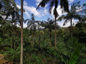 Leia mais sobre o artigo Produção de açaí catarinense: oportunidade de renda associada à conservação da palmeira juçara