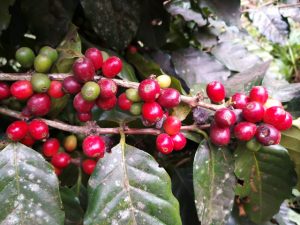 Leia mais sobre o artigo Pesquisa revela potencial catarinense para produzir café especial