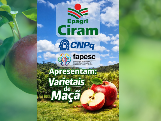 Leia mais sobre o artigo Você sabe como identificar as diferentes variedades de maçã?