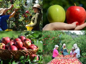 Read more about the article Mapeamento digital de previsão de colheita da maçã