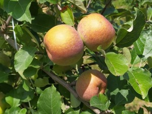 Read more about the article Altas temperaturas e baixa precipitação começam a afetar a cultura da maçã