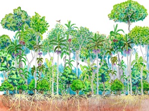 Leia mais sobre o artigo Palmeira juçara, uma espécie florestal ameaçada de extinção com potencial produtivo e de recuperação ambiental