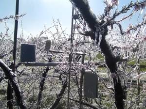 Leia mais sobre o artigo Tecnologia a favor da fruticultura: Monitoramento automático da temperatura em pomar de pêssego