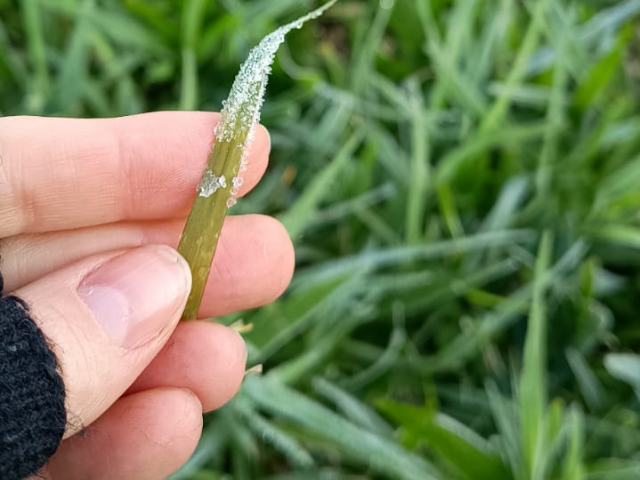 Leia mais sobre o artigo Floripa com 0°C e geada
