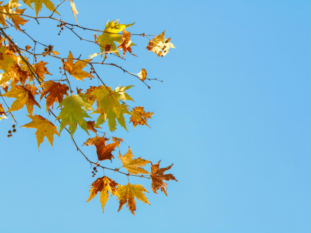 Leia mais sobre o artigo Verão-outono com calor e chuva próxima da média em SC