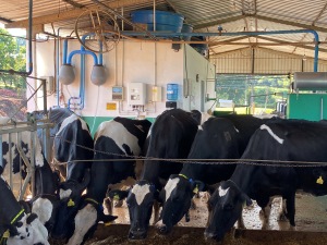 Leia mais sobre o artigo Os Centros de Pesquisas Ciram e Cepaf Inovam com Sistema Avançado de Monitoramento de Estresse Térmico para Bovinos de Leite no Estado