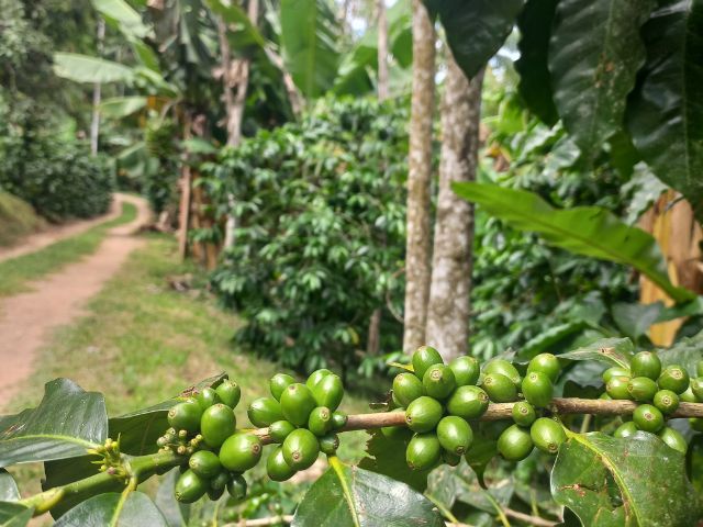 Leia mais sobre o artigo Projeto da Epagri vai gerar informações para agricultura familiar catarinense produzir café especial com sustentabilidade