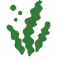 Alga_Clorofila